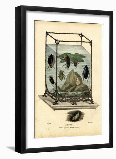 Diving and Water Beetles, 1863-79-Raimundo Petraroja-Framed Giclee Print