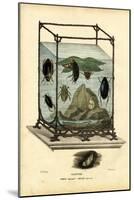 Diving and Water Beetles, 1863-79-Raimundo Petraroja-Mounted Giclee Print