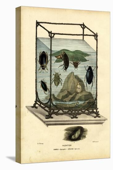 Diving and Water Beetles, 1863-79-Raimundo Petraroja-Stretched Canvas