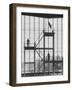 Diving at the Olympic Pool-John Dominis-Framed Photographic Print