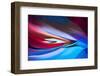 Diving Bird-Ursula Abresch-Framed Photographic Print