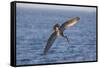 Diving Brown Pelican-DLILLC-Framed Stretched Canvas