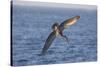 Diving Brown Pelican-DLILLC-Stretched Canvas