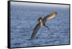 Diving Brown Pelican-DLILLC-Framed Stretched Canvas