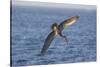 Diving Brown Pelican-DLILLC-Stretched Canvas