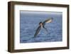 Diving Brown Pelican-DLILLC-Framed Photographic Print