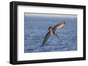 Diving Brown Pelican-DLILLC-Framed Photographic Print