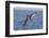 Diving Brown Pelican-DLILLC-Framed Photographic Print