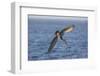 Diving Brown Pelican-DLILLC-Framed Photographic Print