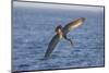 Diving Brown Pelican-DLILLC-Mounted Photographic Print