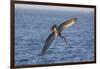 Diving Brown Pelican-DLILLC-Framed Photographic Print