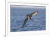 Diving Brown Pelican-DLILLC-Framed Photographic Print