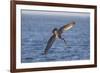 Diving Brown Pelican-DLILLC-Framed Photographic Print