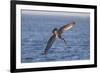 Diving Brown Pelican-DLILLC-Framed Photographic Print