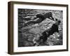 Diving Dude and Dog-null-Framed Photographic Print