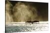 Diving Humpback Whale, Alaska-Paul Souders-Stretched Canvas