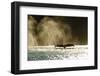 Diving Humpback Whale, Alaska-Paul Souders-Framed Photographic Print