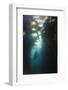 Diving in Kelp Wood, Macrocystis Pyrifera, San Benito Island, Mexico-Reinhard Dirscherl-Framed Photographic Print