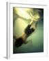 Diving into Green Water-null-Framed Photographic Print