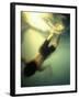 Diving into Green Water-null-Framed Photographic Print