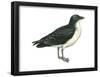 Diving Petrel (Pelecanoides Urinatrix), Birds-Encyclopaedia Britannica-Framed Poster