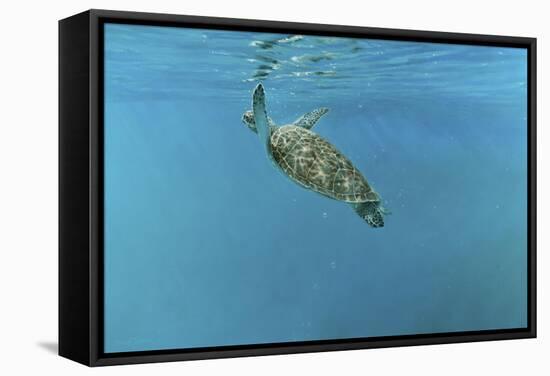 Diving Turtle-Michael Jackson-Framed Stretched Canvas