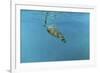 Diving Turtle-Michael Jackson-Framed Giclee Print