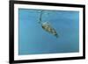 Diving Turtle-Michael Jackson-Framed Giclee Print