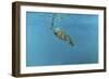 Diving Turtle-Michael Jackson-Framed Premium Giclee Print