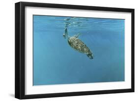 Diving Turtle-Michael Jackson-Framed Premium Giclee Print