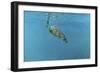 Diving Turtle-Michael Jackson-Framed Premium Giclee Print