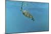 Diving Turtle-Michael Jackson-Mounted Premium Giclee Print