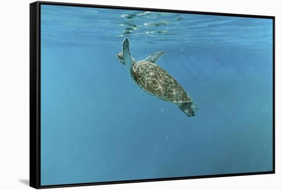 Diving Turtle-Michael Jackson-Framed Stretched Canvas