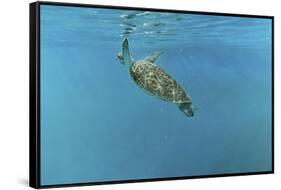 Diving Turtle-Michael Jackson-Framed Stretched Canvas