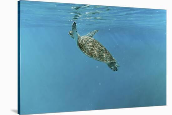 Diving Turtle-Michael Jackson-Stretched Canvas