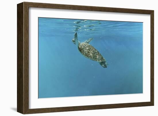 Diving Turtle-Michael Jackson-Framed Giclee Print