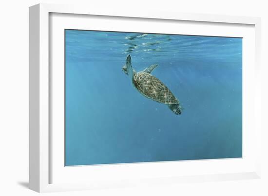 Diving Turtle-Michael Jackson-Framed Giclee Print