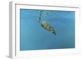 Diving Turtle-Michael Jackson-Framed Giclee Print