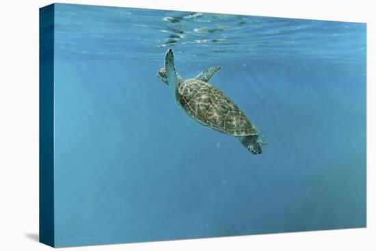 Diving Turtle-Michael Jackson-Stretched Canvas