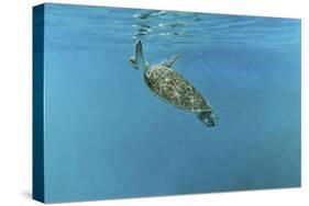 Diving Turtle-Michael Jackson-Stretched Canvas