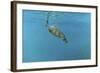 Diving Turtle-Michael Jackson-Framed Giclee Print