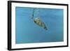 Diving Turtle-Michael Jackson-Framed Giclee Print