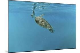 Diving Turtle-Michael Jackson-Mounted Giclee Print