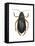 Diving Water Beetle (Dysticus Marginalis), Insects-Encyclopaedia Britannica-Framed Stretched Canvas