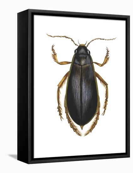 Diving Water Beetle (Dysticus Marginalis), Insects-Encyclopaedia Britannica-Framed Stretched Canvas