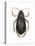 Diving Water Beetle (Dysticus Marginalis), Insects-Encyclopaedia Britannica-Stretched Canvas