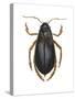 Diving Water Beetle (Dysticus Marginalis), Insects-Encyclopaedia Britannica-Stretched Canvas
