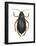 Diving Water Beetle (Dysticus Marginalis), Insects-Encyclopaedia Britannica-Framed Poster