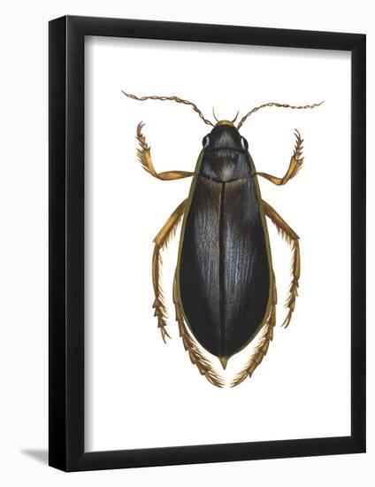 Diving Water Beetle (Dysticus Marginalis), Insects-Encyclopaedia Britannica-Framed Poster