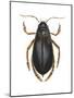 Diving Water Beetle (Dysticus Marginalis), Insects-Encyclopaedia Britannica-Mounted Poster